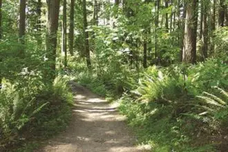 Bridle Trails State Park in Kirkland, WA Hiking Guide