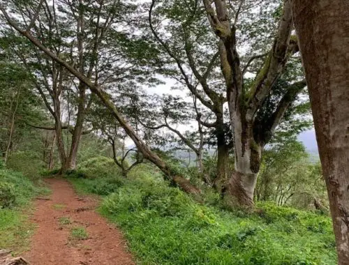 Kuilau Ridge Trail in Kapa’a, HI