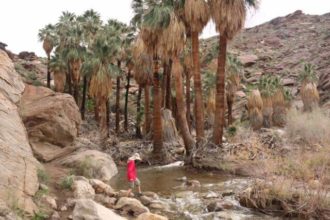 Murray Canyon Trail in Palm Springs, CA Hiking Guide