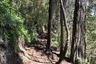 Makiki Valley Trail in Honolulu, HI Hiking Guide