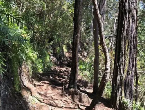 Makiki Valley Trail in Honolulu, HI